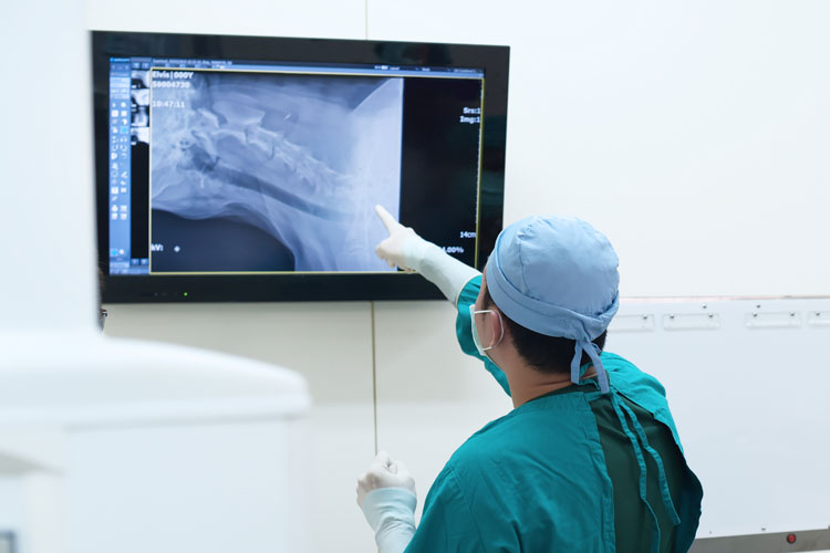 Vet pointing at an X-ray on screen