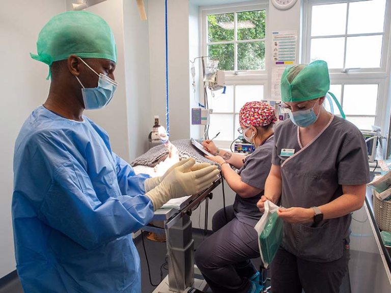 wolds veterinary team