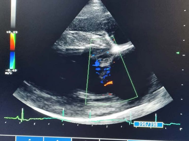 wolds veterinary x ray