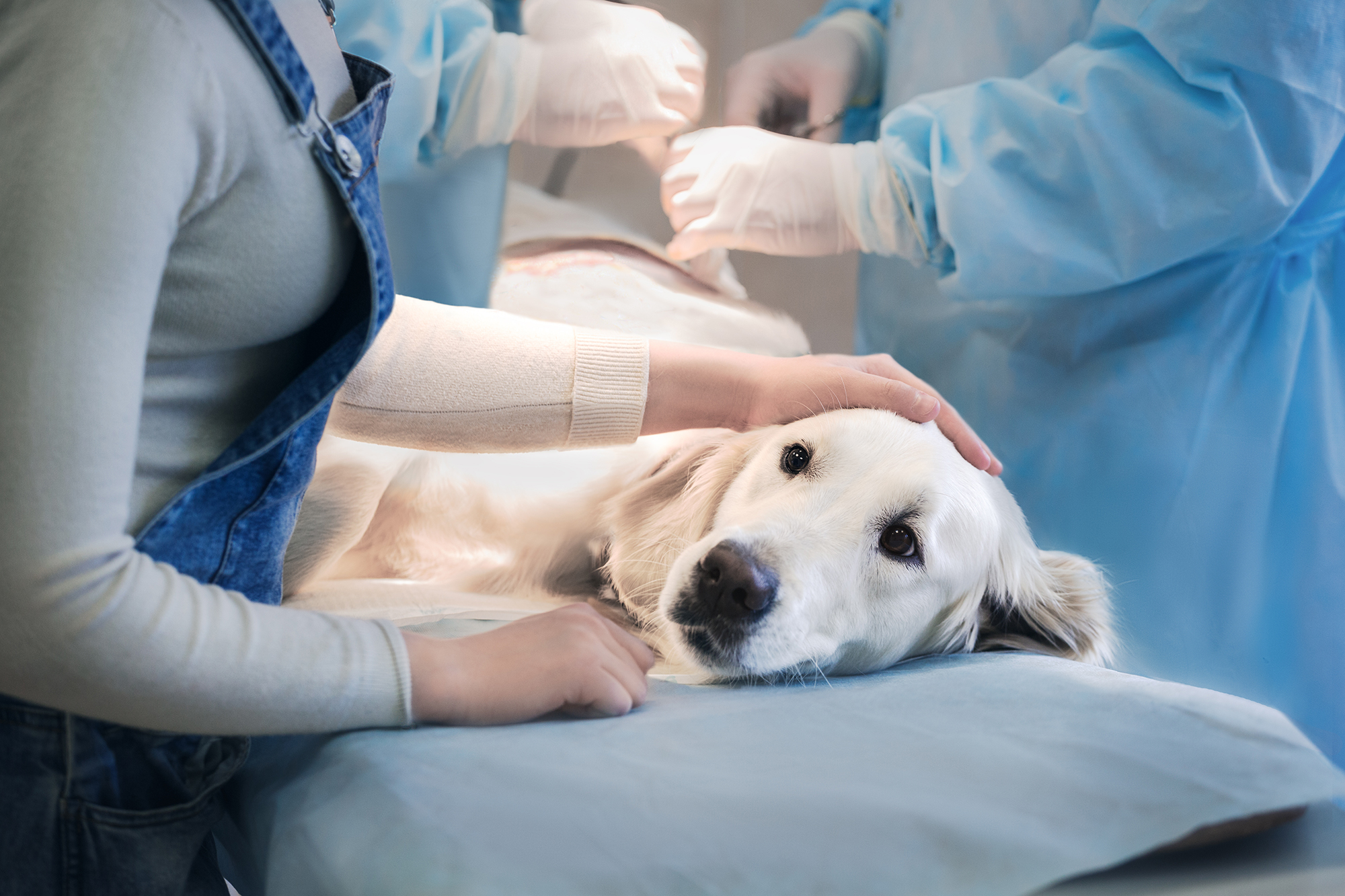 dog at vets lying on operating table