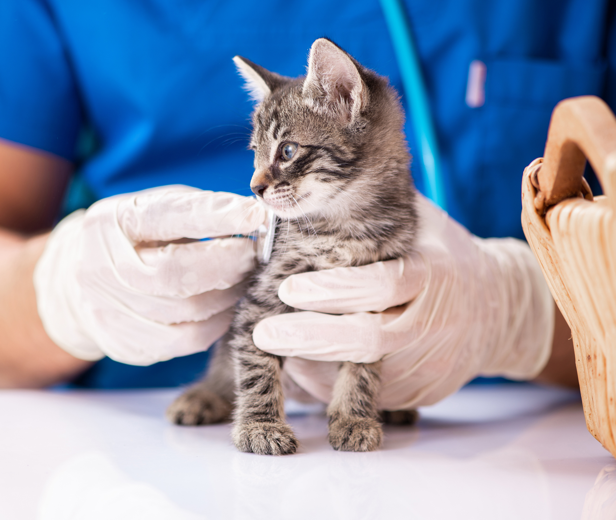 kitten being checked over by a vet