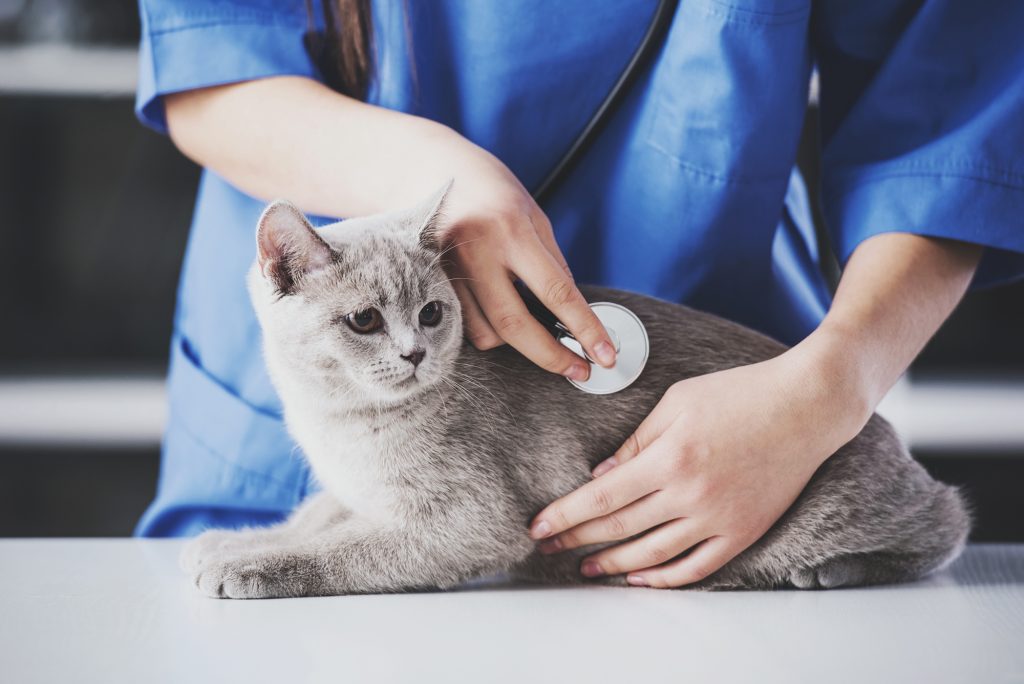 vet examining a cat using a stethoscope