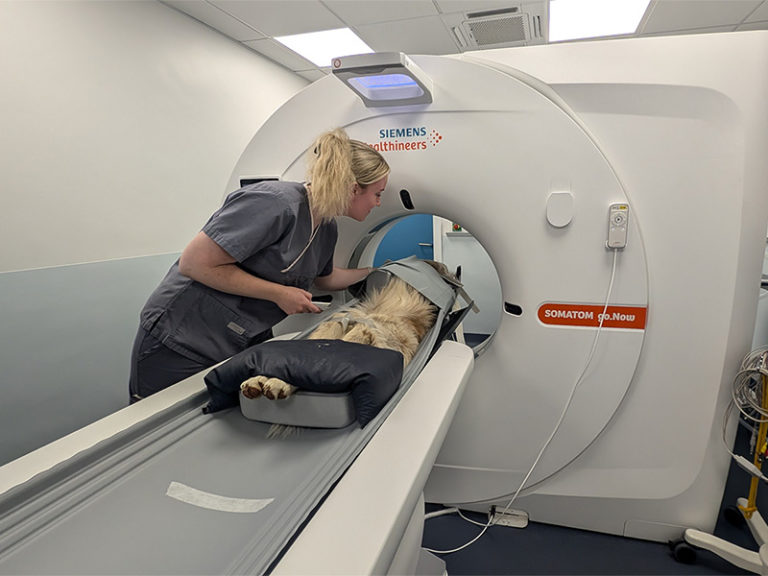 Vet performing the CT scan of the dog
